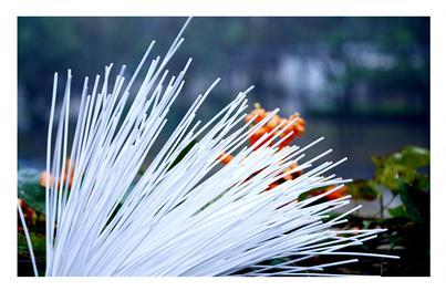 狮子会 - 打造绿色游戏娱乐