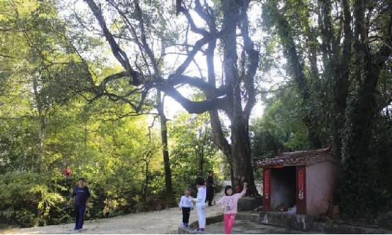 狮子会 - 打造绿色游戏娱乐